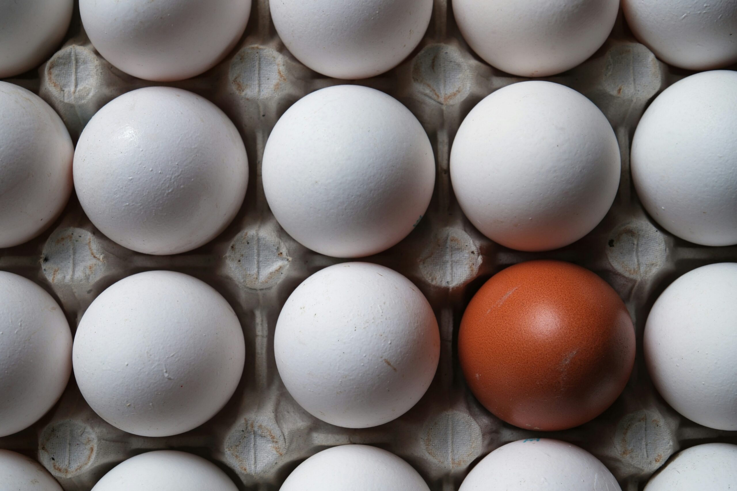 Une série d’œufs blancs disposés en grille dans une boîte à œufs, avec un seul œuf brun qui se distingue parmi eux.